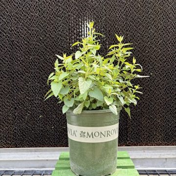 AGASTACHE 'SUMMERLONG™ CORAL', SIZE #1