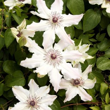 CLEMATIS 'Vancouver™ Fragrant Star', Size #5