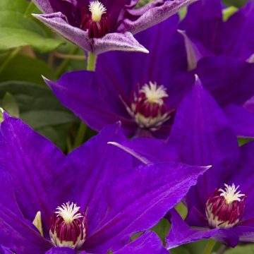 CLEMATIS 'Vancouver™ Danielle', Size #5