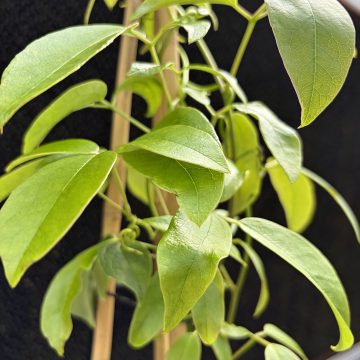 Cathedral Gem Sausage Vine, Size #1