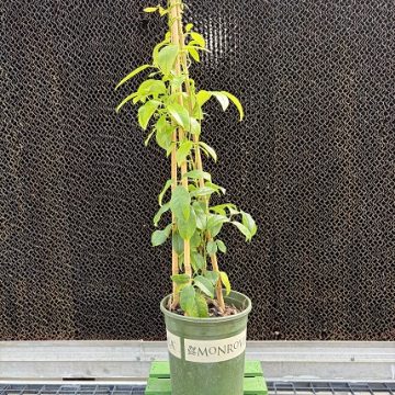 Cathedral Gem Sausage Vine, Size #1