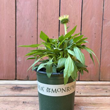 Echinacea 'SunSeekers® Rainbow', Size #1