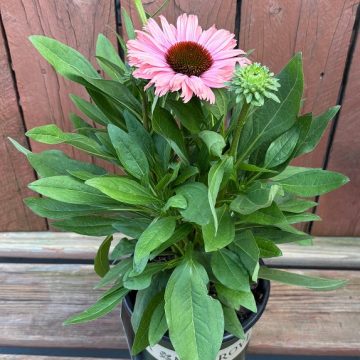 Echinacea 'SunSeekers® Rainbow', Size #1