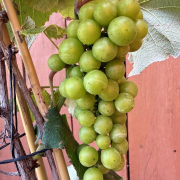 Catawba Grape - SIZE #1