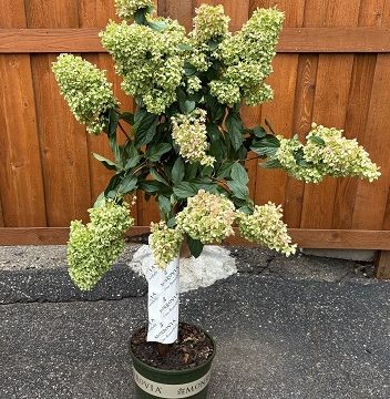 Sweet Starlight™ Hydrangea Tree, Size #5