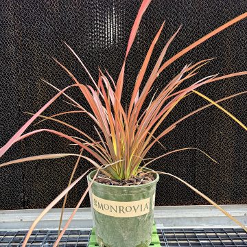 Phormium 'Rainbow Maiden', Size #2