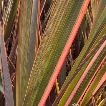 Phormium 'Sundowner', Size #1