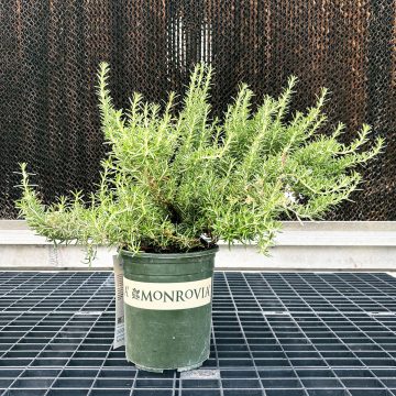 ROSEMARY HUNTINGTON CARPET, SIZE #1