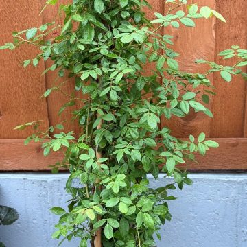 Cecile Brunner Climbing Rose, Size #2
