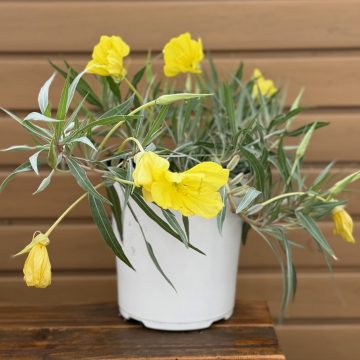 Oenothera missouriensis ‘Evening Sun’, Size #1