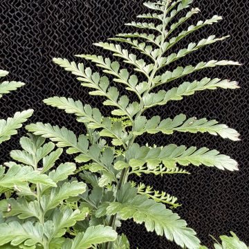 Asplenium hybrid 'Austral Gem™', Size #1
