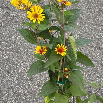 Heliopsis 'Burning Hearts', Size #1