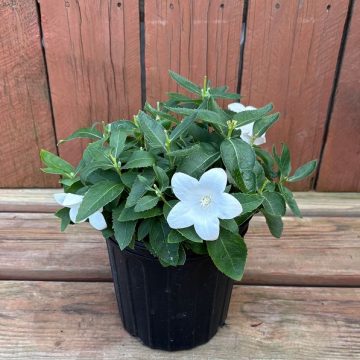 Platycodon 'Pop Star™ White', Size #1