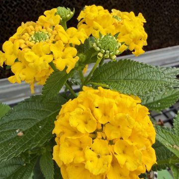 Lantana Shamrock™ Yellow - 4 1/3" Pot