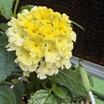 Lantana Shamrock™ Lemon Glow - 4 1/3" Pot