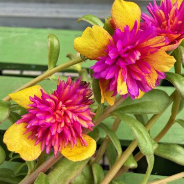 Portulaca 'SeaGlass Double Dragofruit' - 4 1/3"
