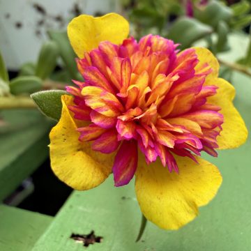 Portulaca 'SeaGlass Double Guava', 4 1/3" Pot