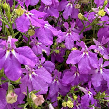 Lobelia 'HOT+ Electric Purple'- 12" Hanging Basket