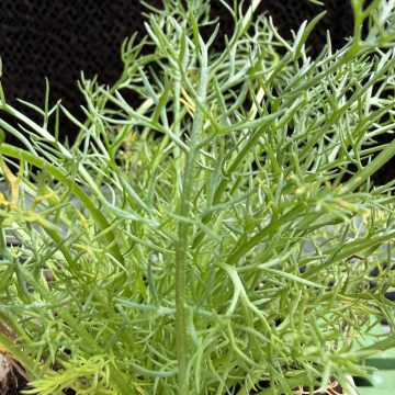 Chamomile - 3½" pot