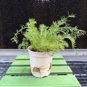 Chamomile - 3½" pot