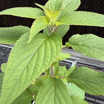 Sage Pineapple - 3½" Pot