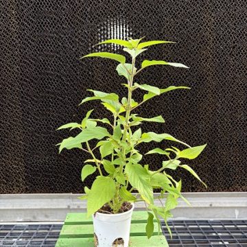 Sage Pineapple - 3½" Pot