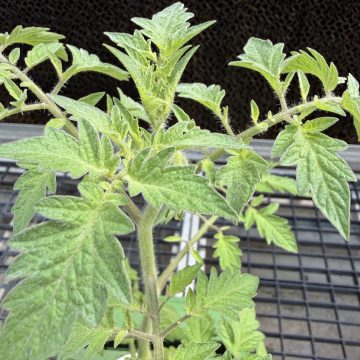 Tomato, Beefsteak 'Wonderstar Pink" - 3½" pot