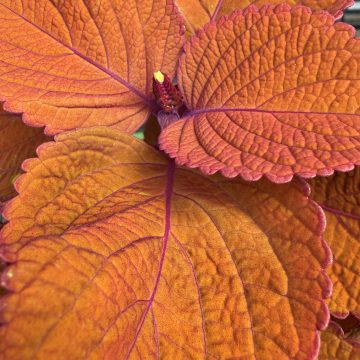 Coleus ChargedUp™ Campfire - 4 1/3" Pot