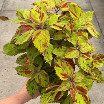 Coleus 'Golden Freckles' - 4 1/3" Pot