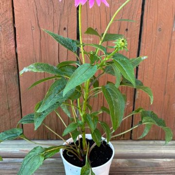 Echinacea 'PowWow® Wild Berry', Size: 4 1/3" Pot
