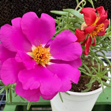 Portulaca Happy Hour™ Mixture - 3 1/2" Pot