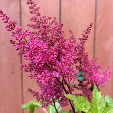Astilbe 'Montgomery', Size #1