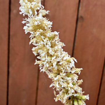 Astilbe 'Happy Spirit', Size #1