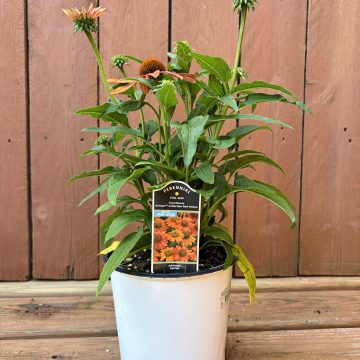 Echinacea 'Artisan™ Red Ombre', Size #1