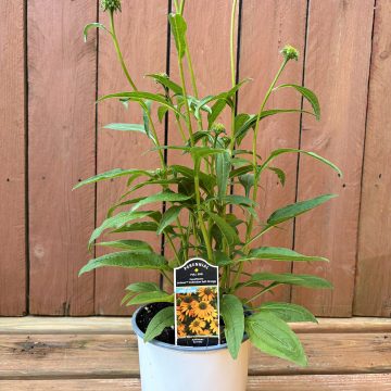 Echinacea 'Artisan™ Soft Orange', Size #1
