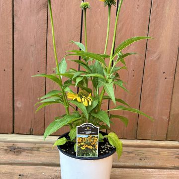 Echinacea 'Artisan™ Yellow Ombre', Size #1