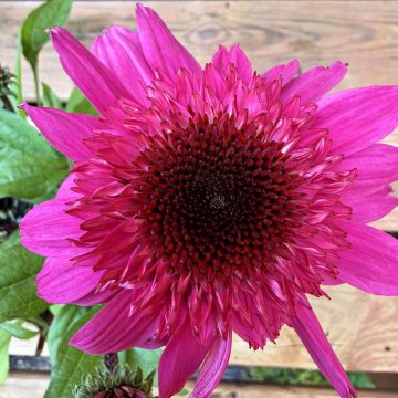 Echinacea 'Double Scoop™ Watermelon Deluxe', #1