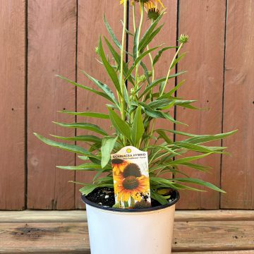 Echinacea 'Parrot', Size #1