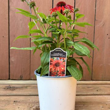 Echinacea 'Sombrero® Sangrita', SIZE #1