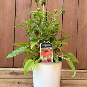 Echinacea 'Sombrero® Salsa Red', Size #1