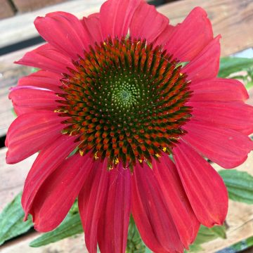 Echinacea 'Sombrero® Baja Burgundy', Size #1