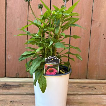 Echinacea 'Sombrero® Rosada', Size #1