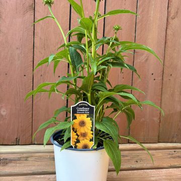 Echinacea 'Sombrero® Granada Gold', Size #1