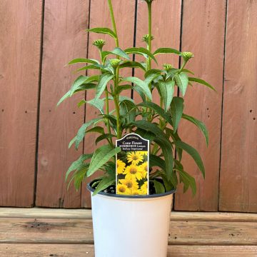 Echinacea 'Sombrero® Lemon Yellow', Size #1
