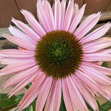 Echinacea 'SunSeekers® Salmon', Size #1