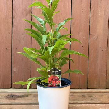 Echinacea 'Cone-Fections™ Sweet Chili', Size #1