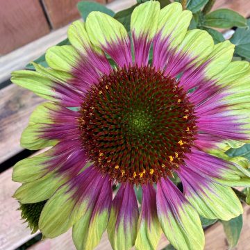 Echinacea 'Sweet Sandia', Size #1