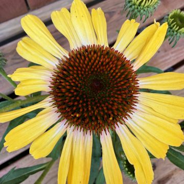 Echinacea 'Yellow Rainbow', Size #1