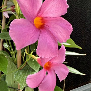 MANDEVILLA 'Sundenia® Suprema Vivid Pink' SIZE #1