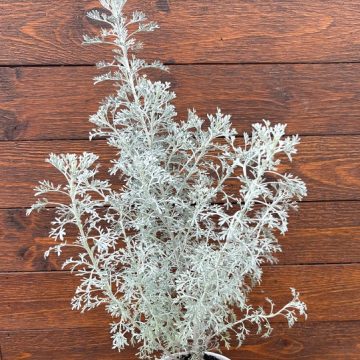Artemisia 'Parfum d Ethiopia' - 4 1/3" Pot